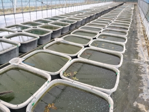 雨の日は当歳魚をじっくり確認