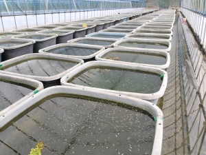 大雨のあとのハウス管理