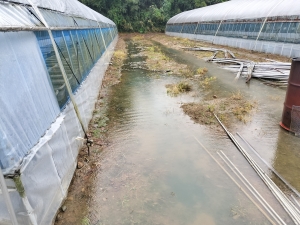 雨続きです