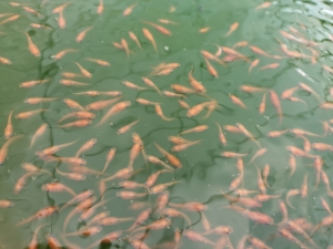 真夏日の発送と当歳魚管理