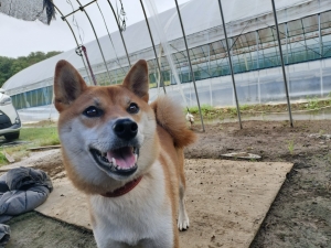 雨続きで足元に気をつけて