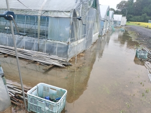 台風接近でハウスを点検