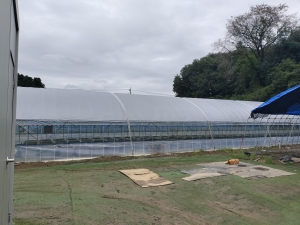 涼しい陽気で選別作業