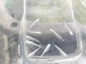 ミユキの親メダカ選別