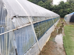 雨が続く九月の養魚場