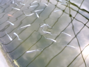 足し水作業