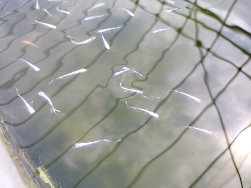 足し水作業