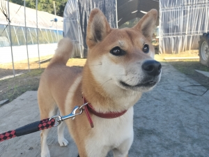 秋晴れとモモちゃんのんびり