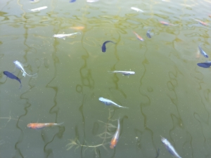 親メダカ選別と秋の水換え
