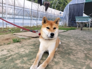 秋土用入りとサイト改善