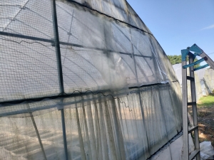 冬支度でハウスの間口閉め